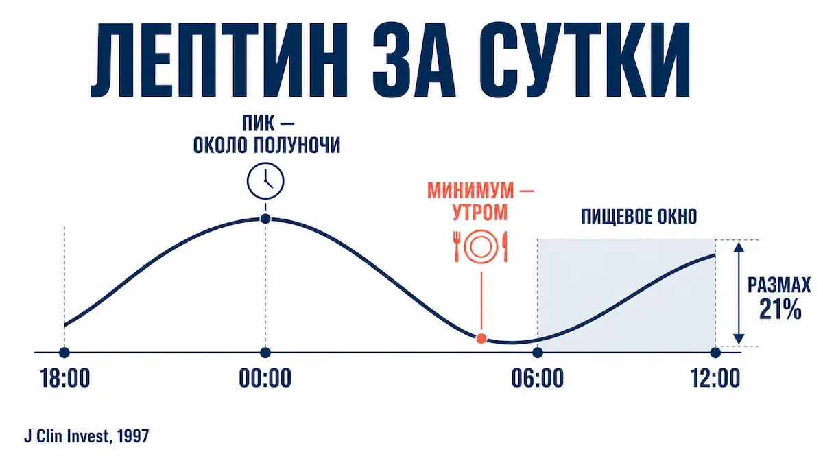 голодание и лептин: как меняется уровень гормона по часам пищевого окна