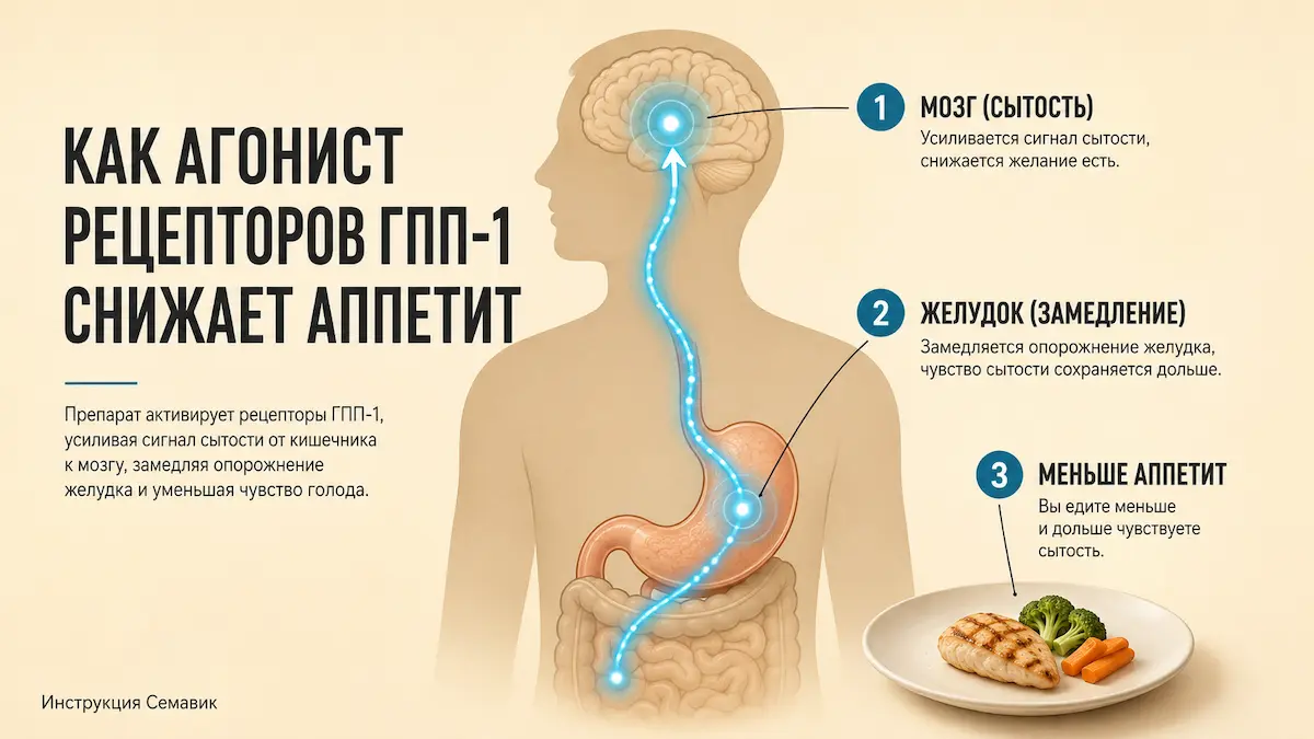 как принимать семаглутид: механизм действия ГПП-1 на аппетит