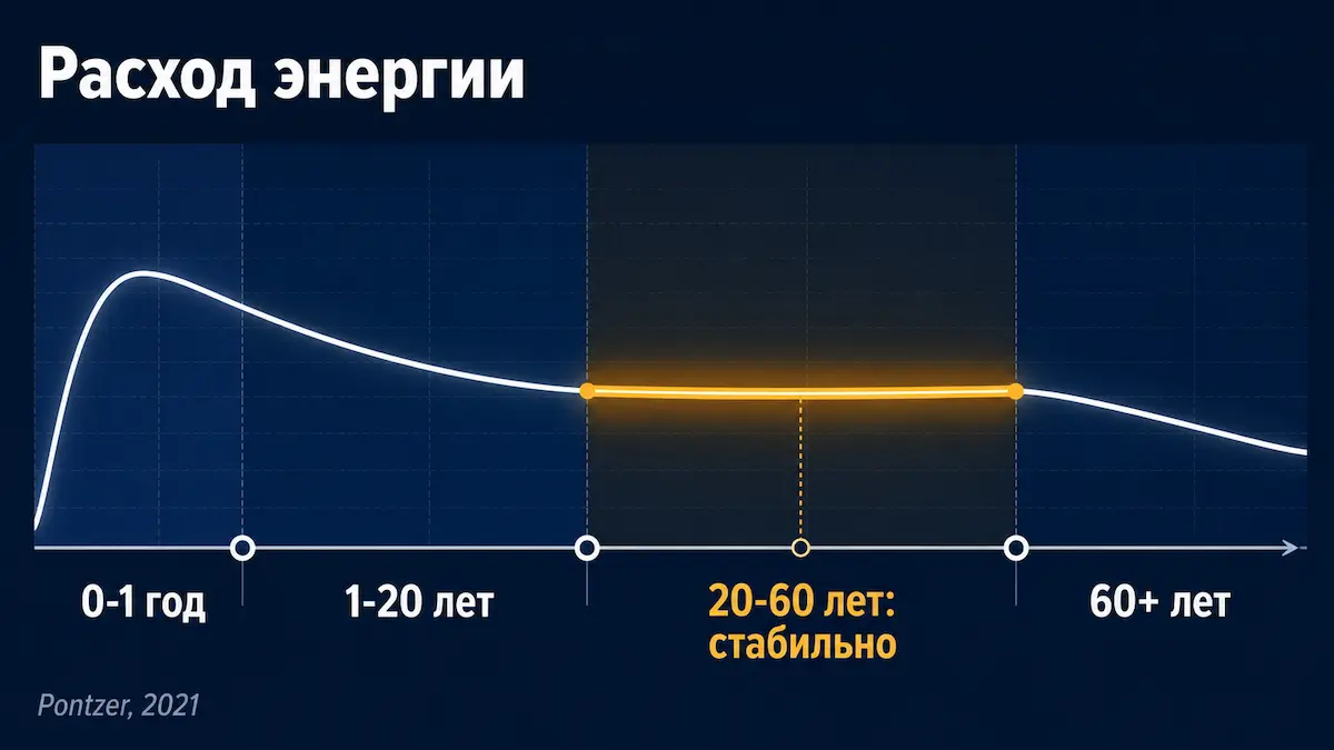как метаболизм меняется с возрастом: четыре этапа расхода энергии по данным Science