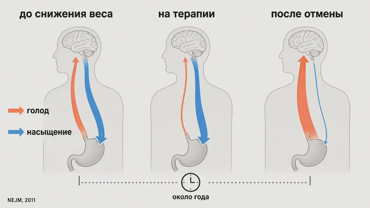 механизм возврата аппетита после отмены препарата: грелин и гормоны насыщения