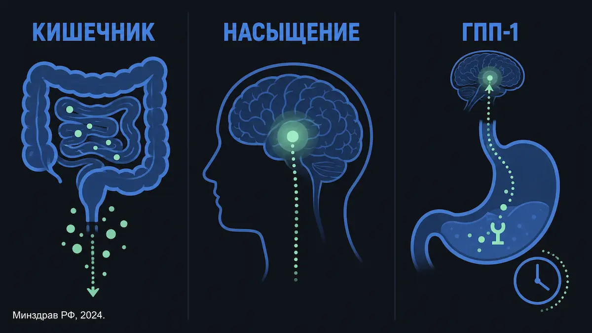 Схема: как работают таблетки для похудения — три механизма действия