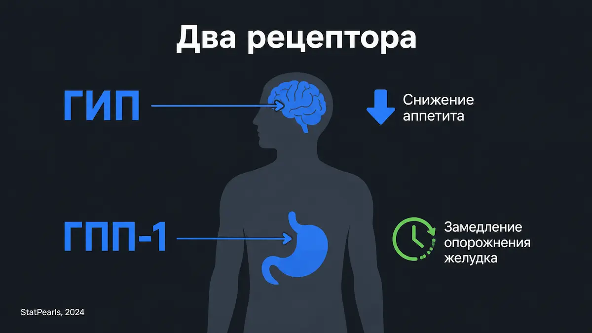 тирзепатид: механизм двойного действия ГИП и ГПП-1