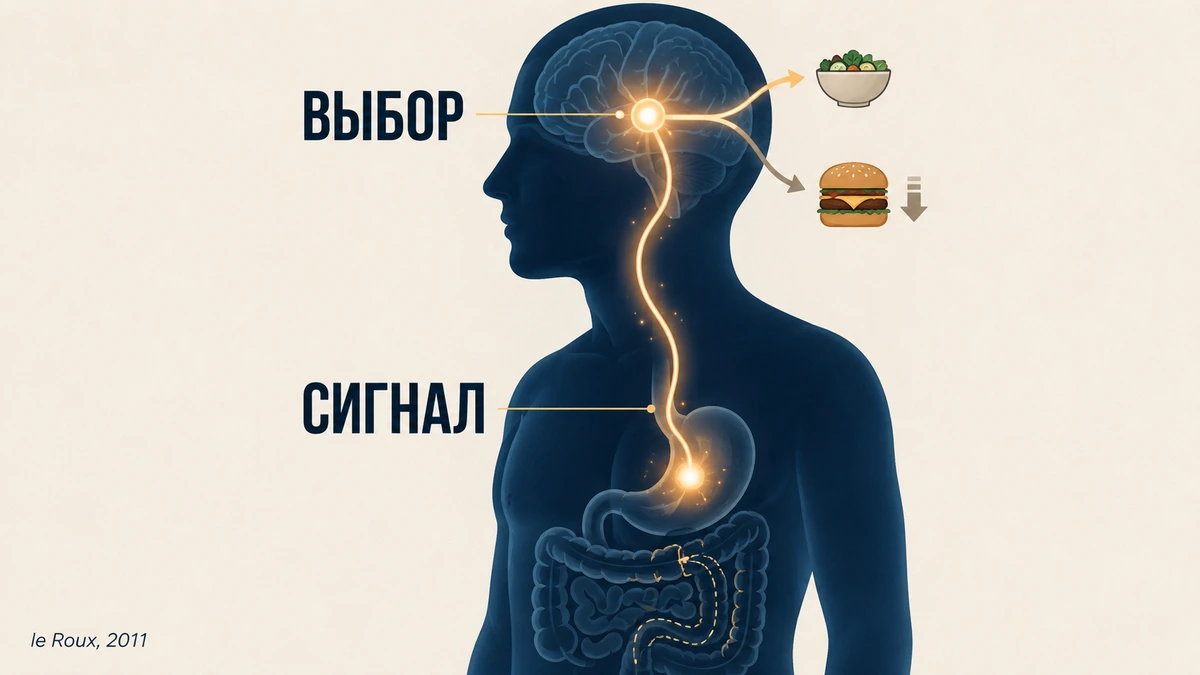 Как операция меняет пищевые предпочтения эксперимент: после гастрошунтирования снижается тяга к жирной пище — иллюстрация